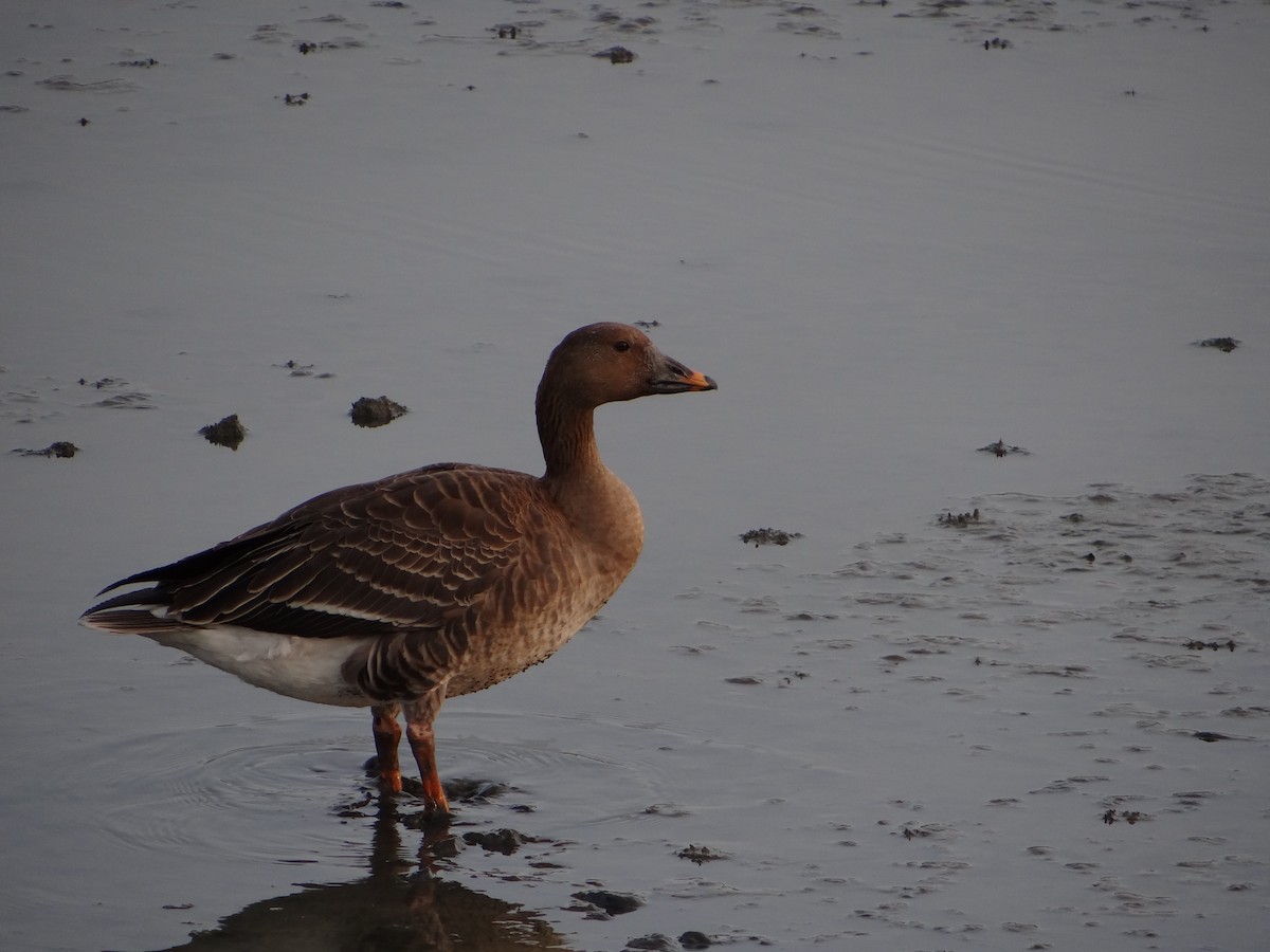 Taiga Bean-Goose - ML394339271