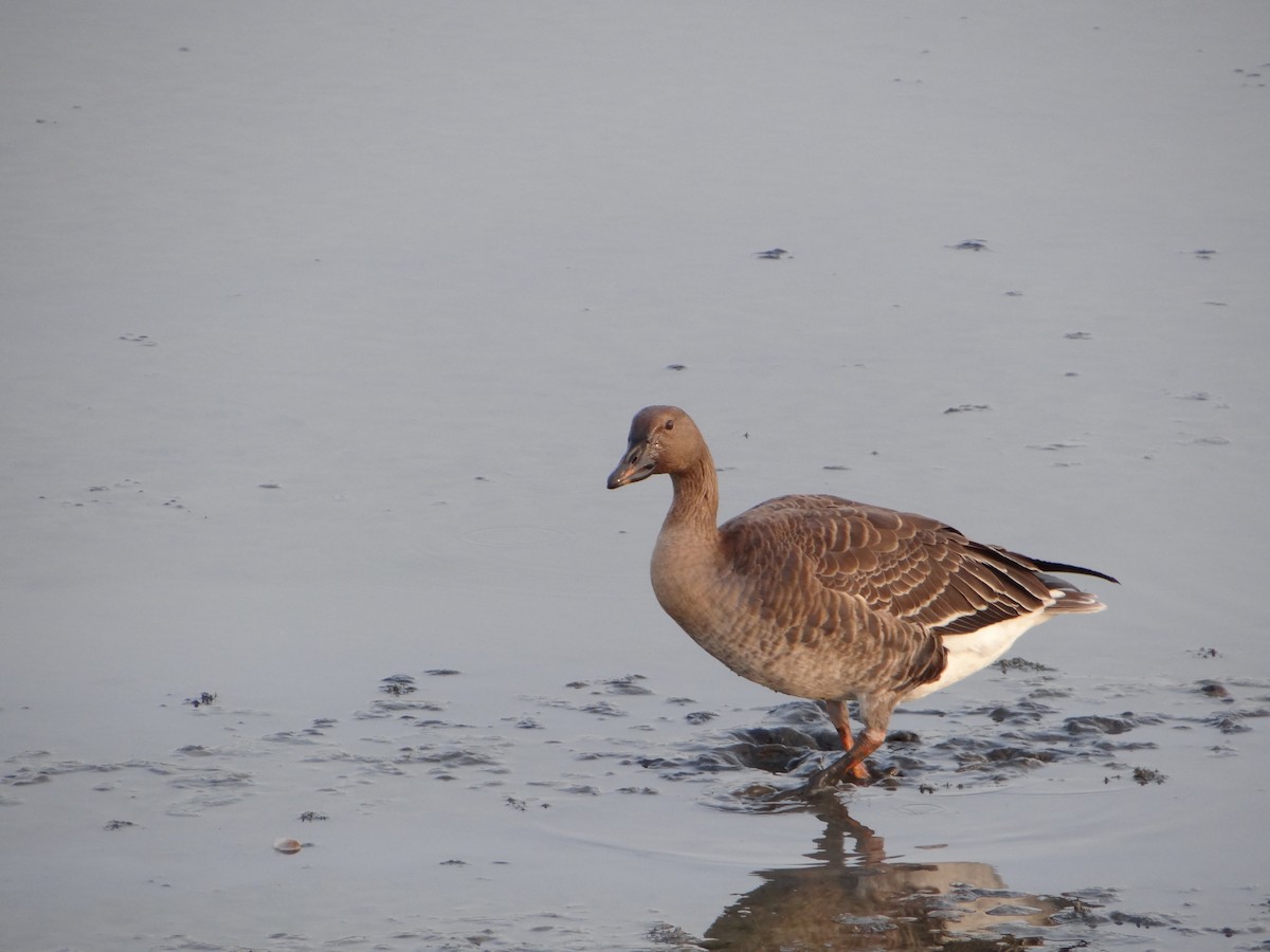 Taiga Bean-Goose - ML394339401