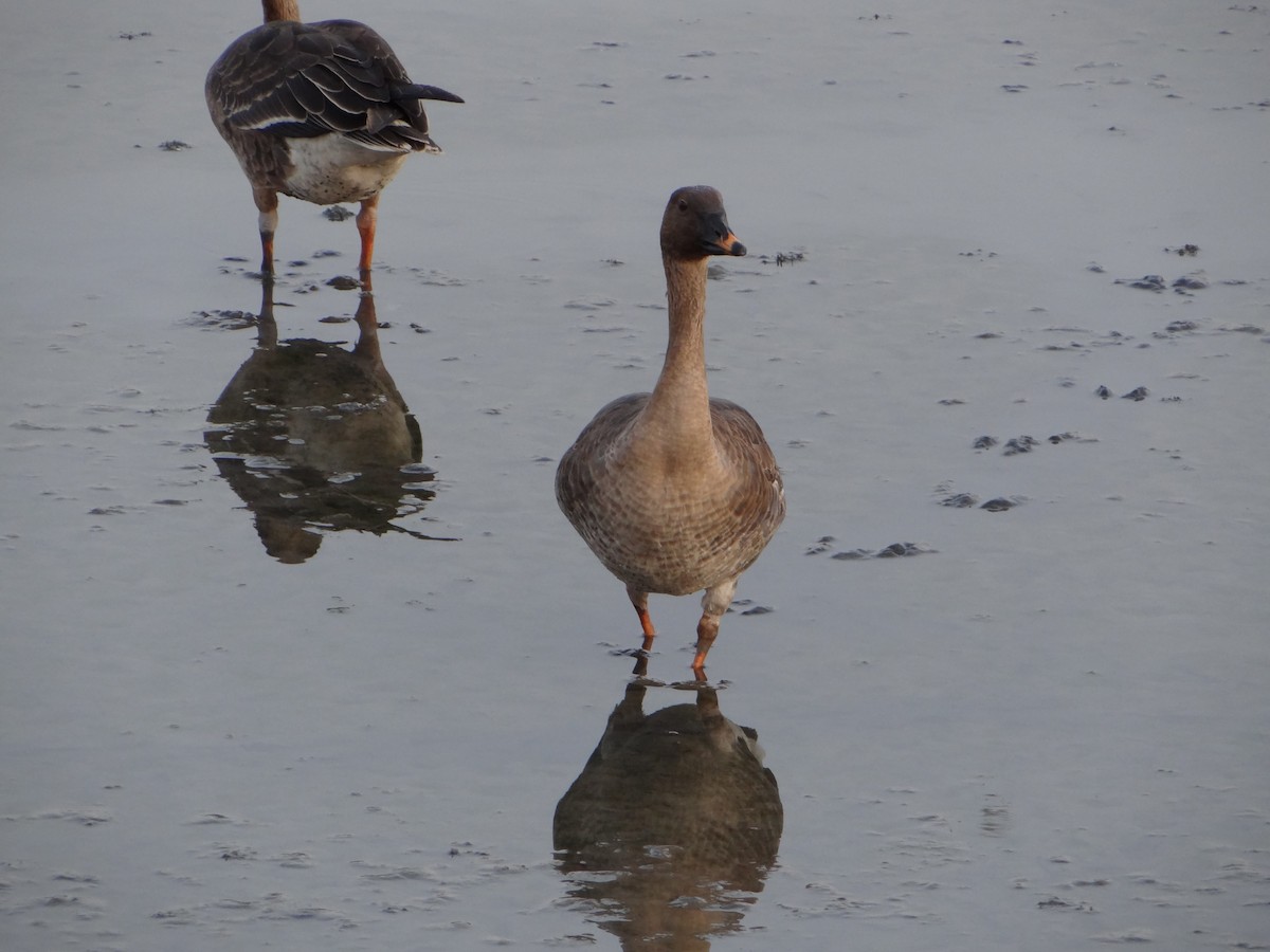 Taiga Bean-Goose - ML394339531