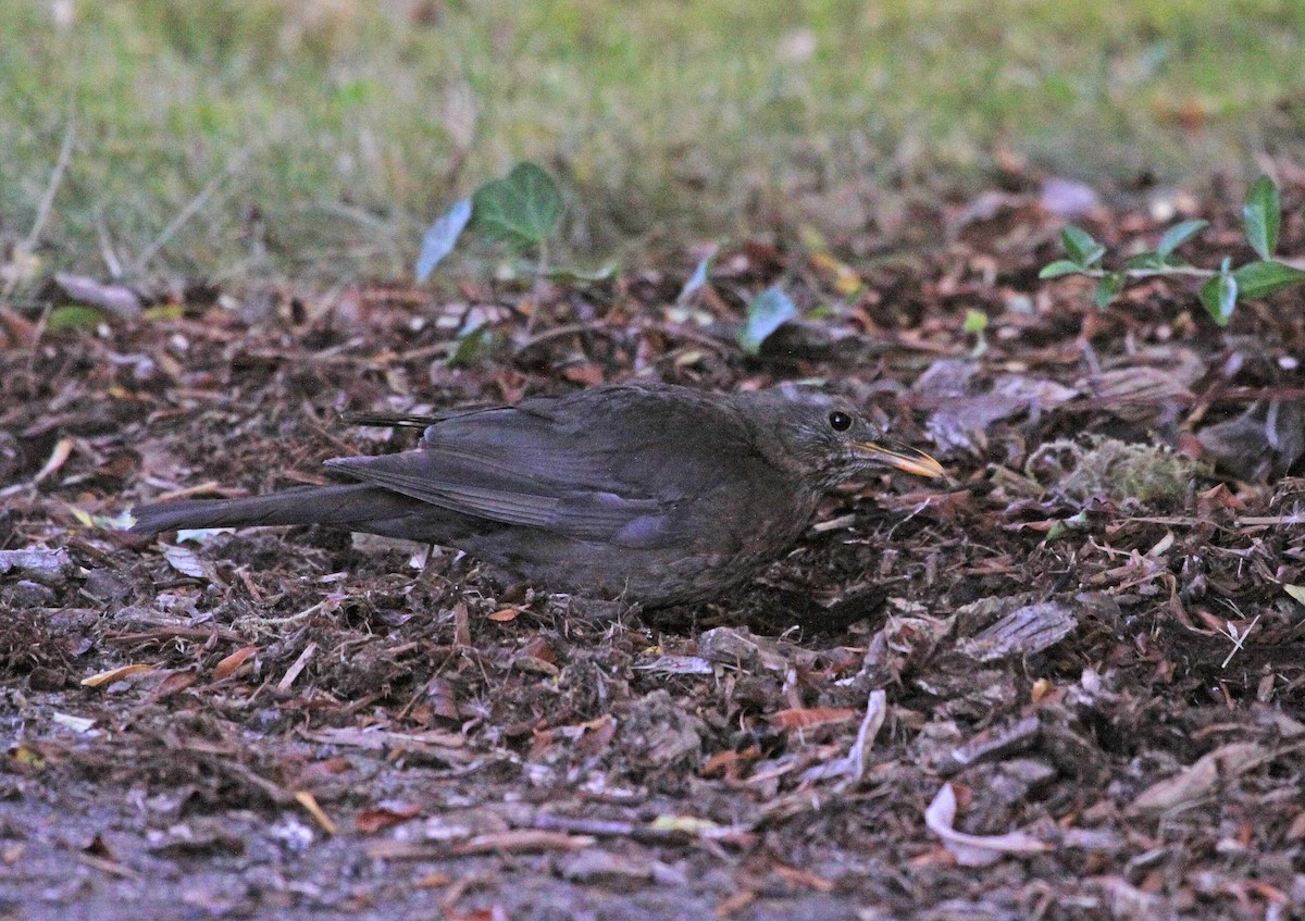 Eurasian Blackbird - Ricardo Santamaria
