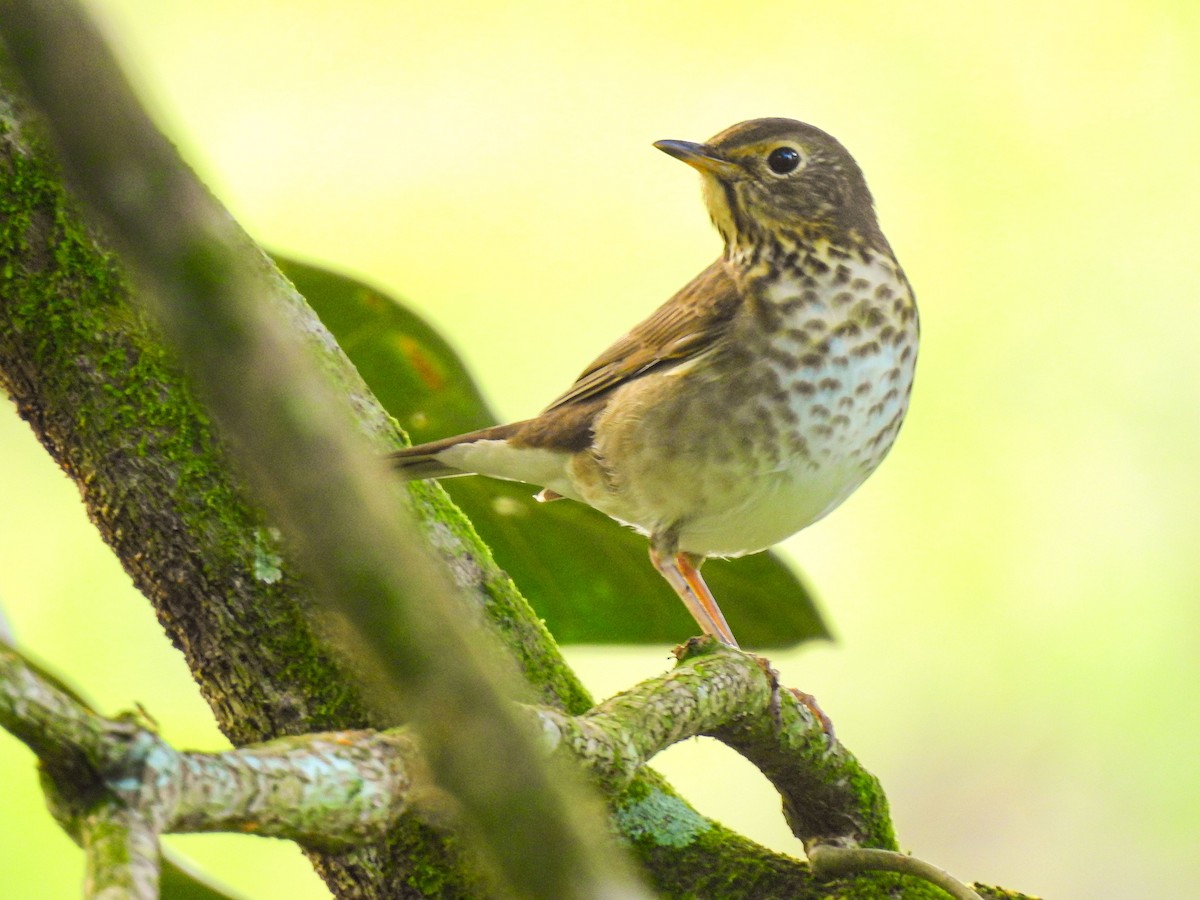 Swainson's Thrush - Andres Mauricio Henao Quintero