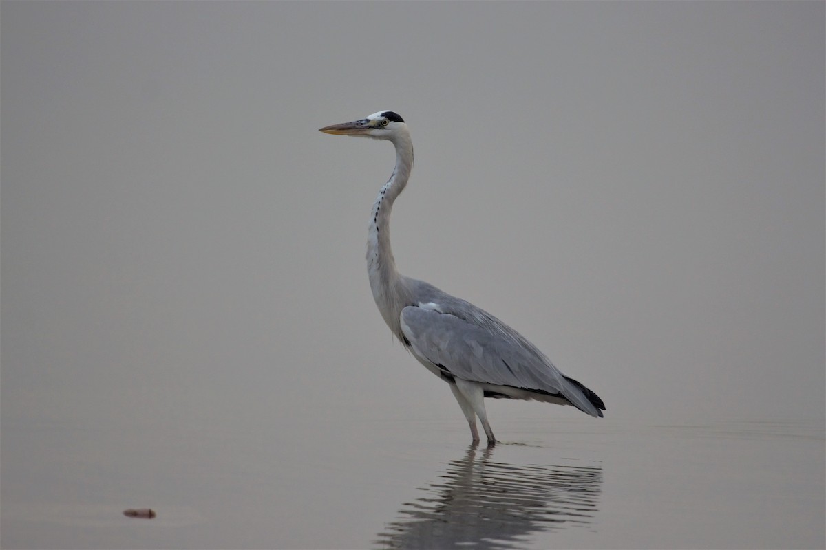 Gray Heron - ML394347561