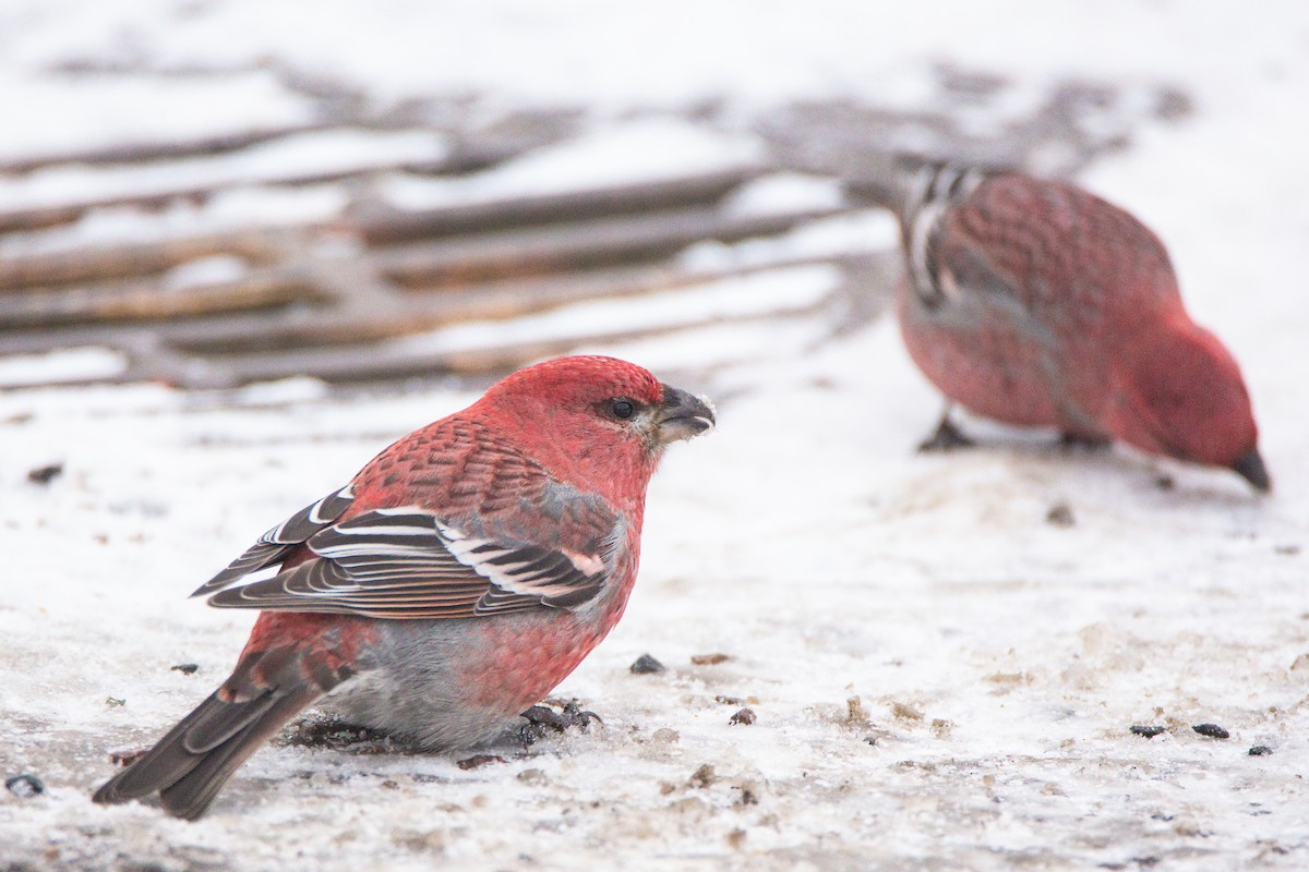 Pine Grosbeak - ML394351171