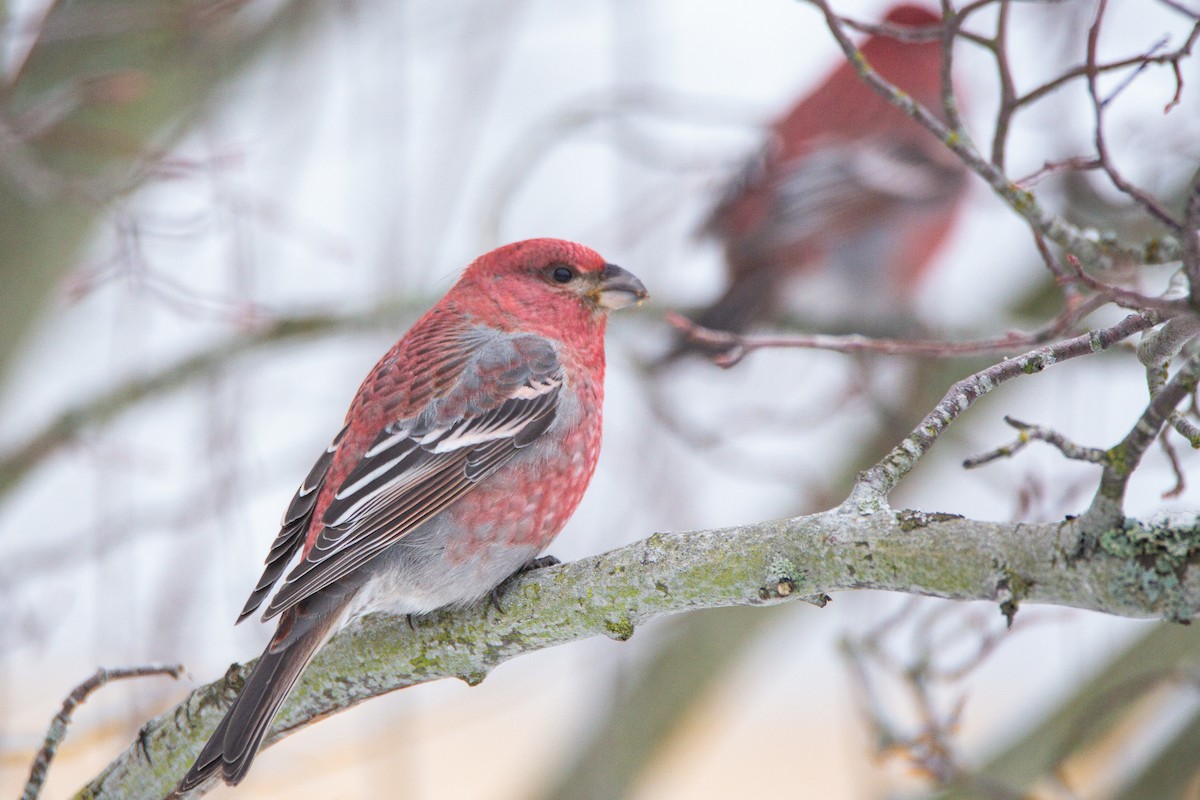Pine Grosbeak - ML394351811