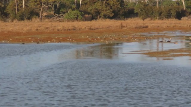 Green-winged Teal - ML394352241