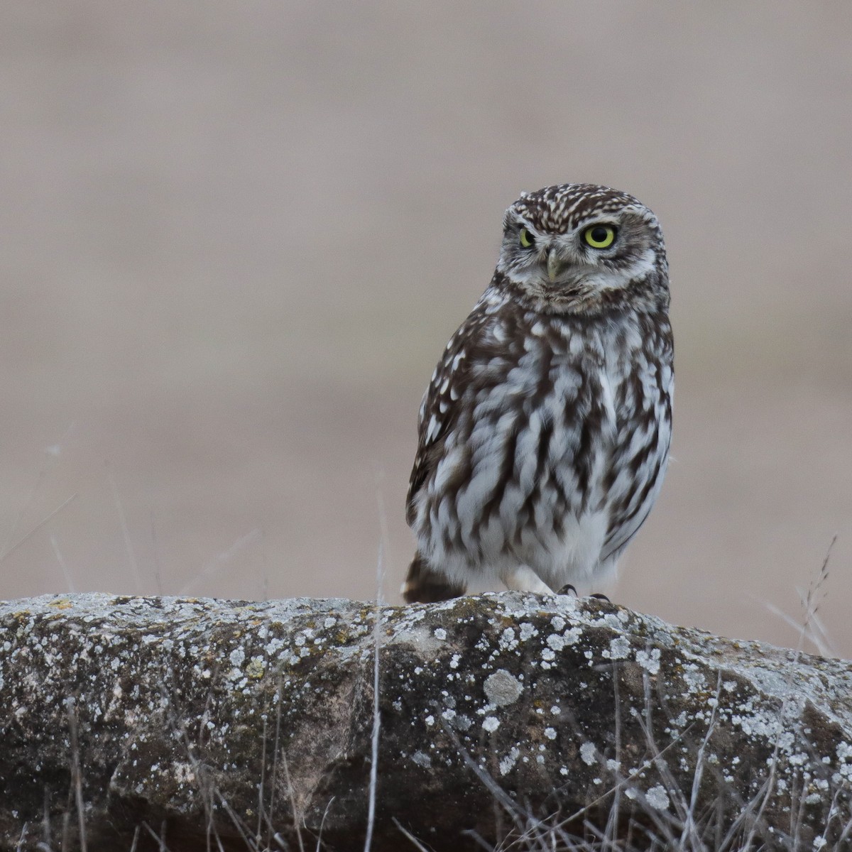 Little Owl - Joan Cabellos