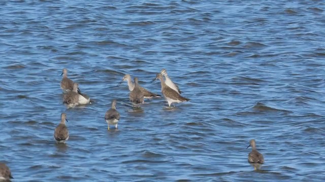 Greater Yellowlegs - ML394352611