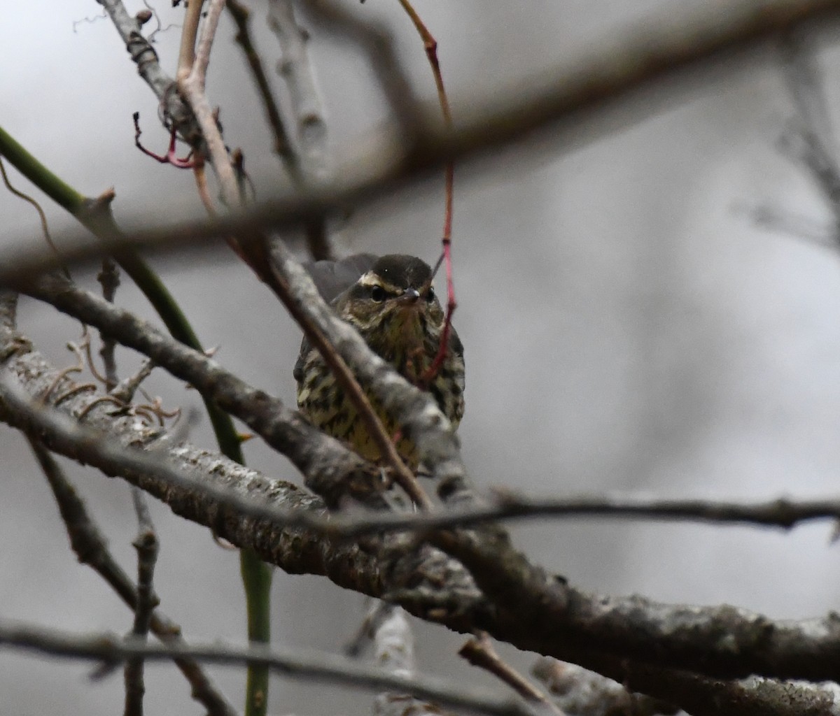 Northern Waterthrush - ML394353131