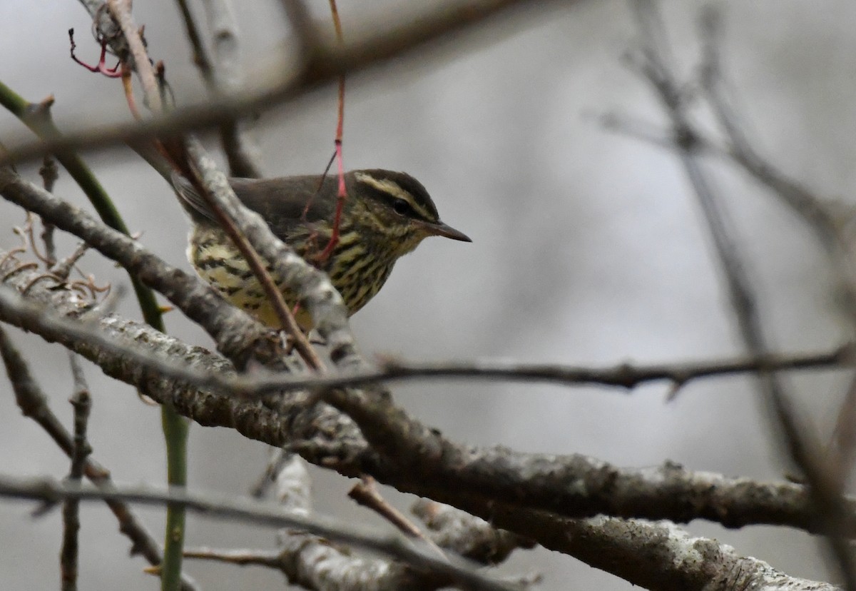 Northern Waterthrush - ML394353141