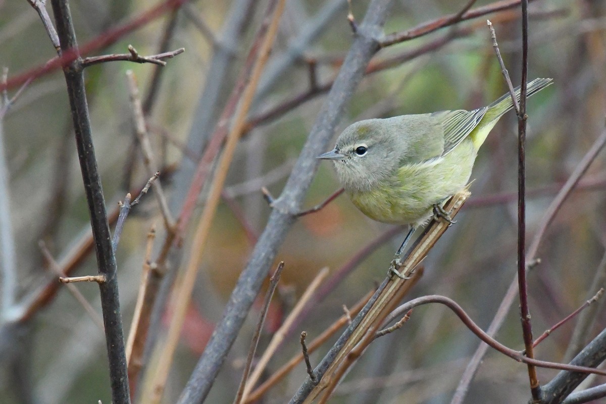 Orange-crowned Warbler (Gray-headed) - ML394353381