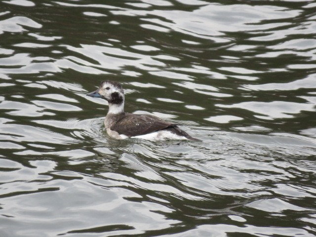 Long-tailed Duck - Dan Kramer