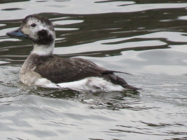 Long-tailed Duck - ML394353611