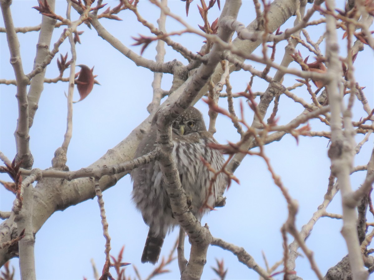 Northern Pygmy-Owl - ML394354801