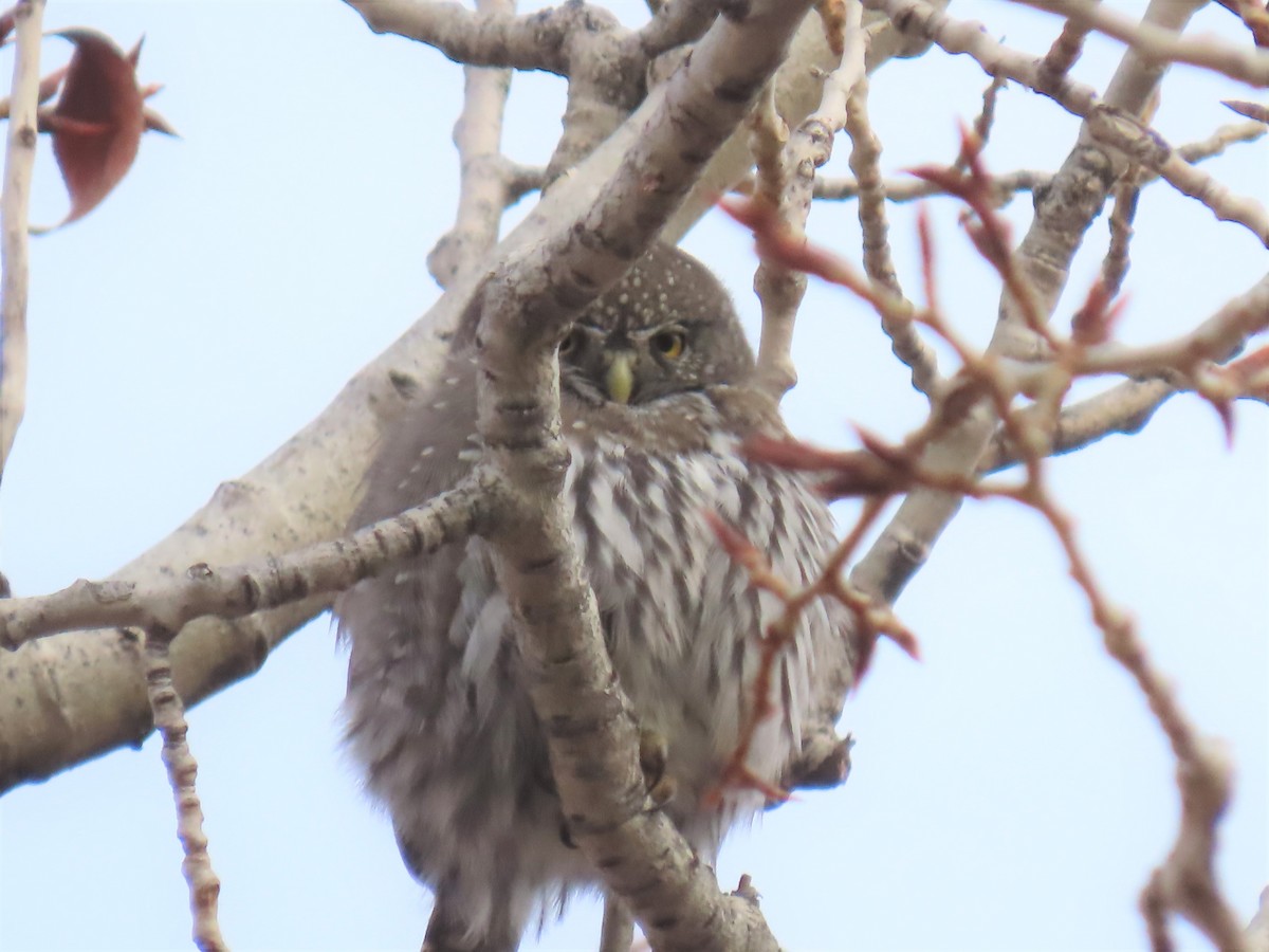 Northern Pygmy-Owl - ML394354841