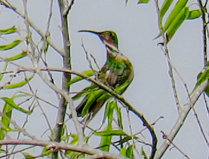 Green-breasted Mango - ML394355861