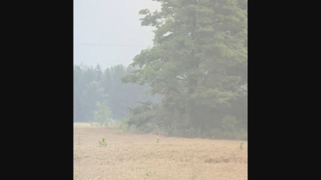 Elano miru-buztana - ML394358021