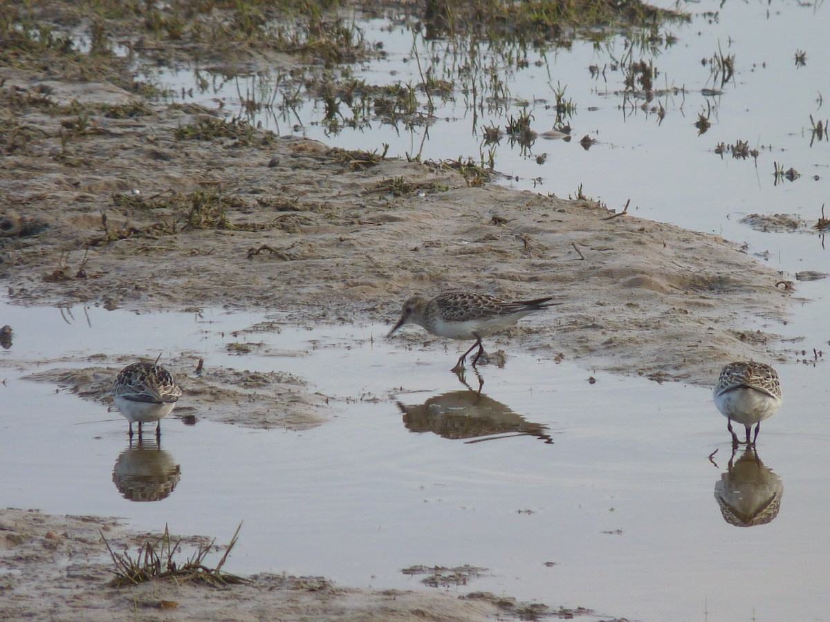 Baird's Sandpiper - ML394358351