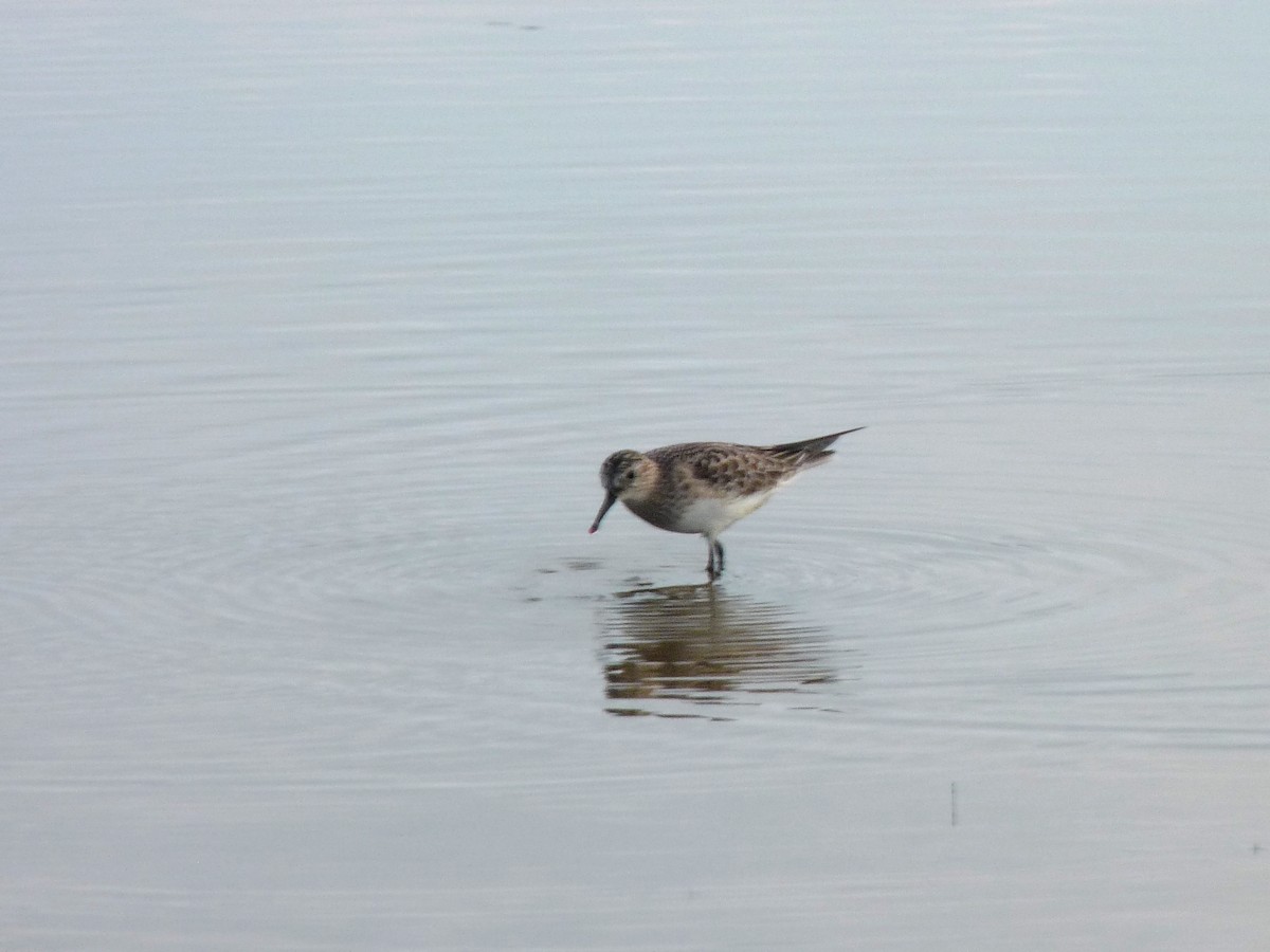 Baird's Sandpiper - ML394358411