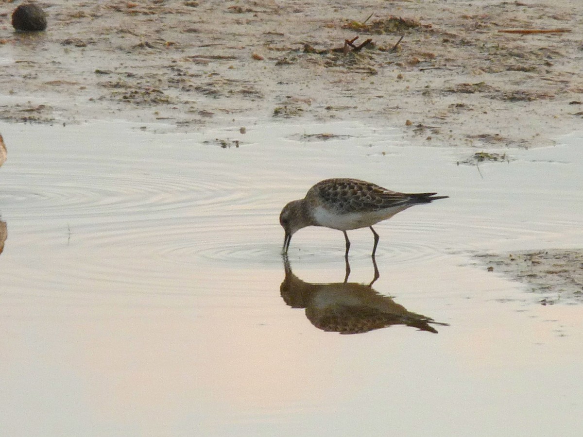 Baird's Sandpiper - ML394358561