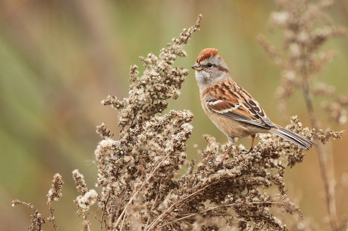 American Tree Sparrow - ML39435861