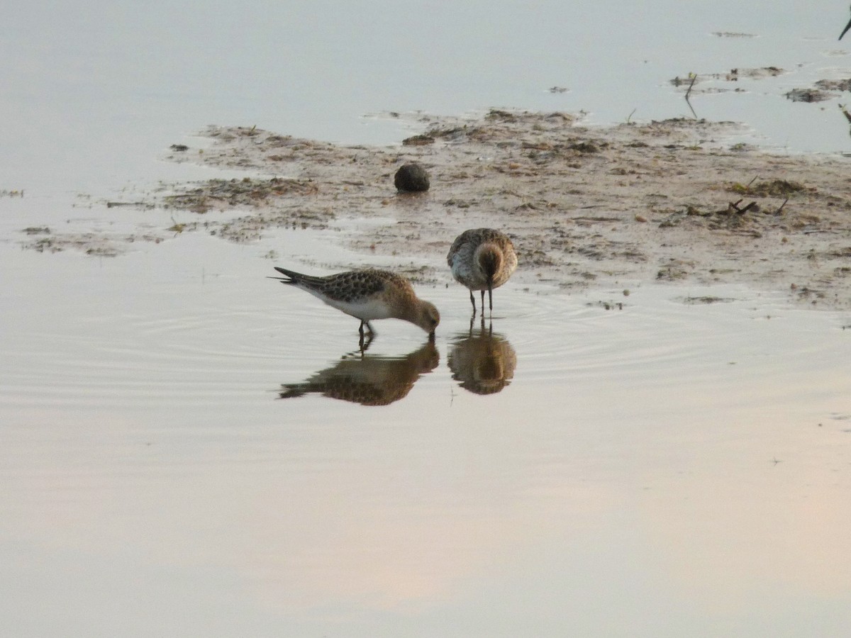 Baird's Sandpiper - ML394358671