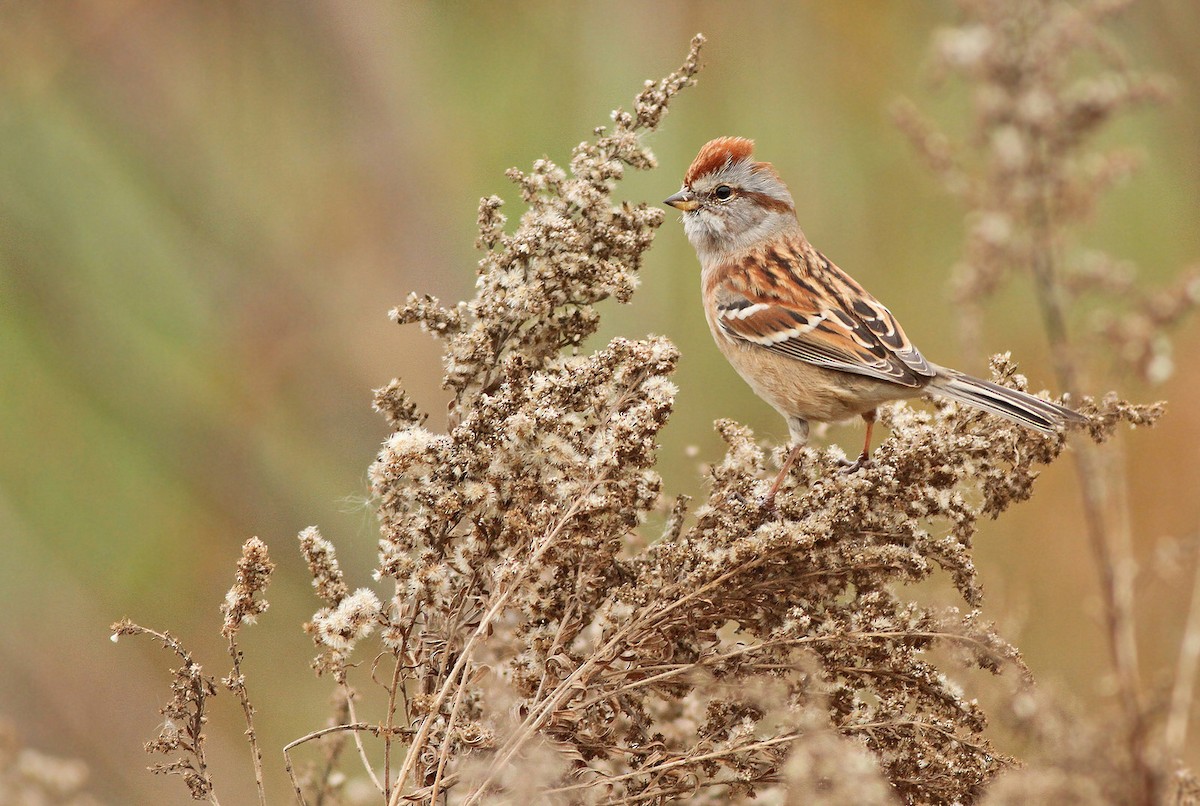 American Tree Sparrow - ML39435871