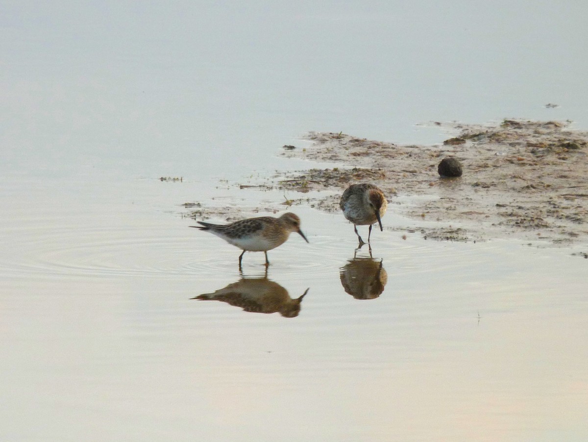 Baird's Sandpiper - ML394358761