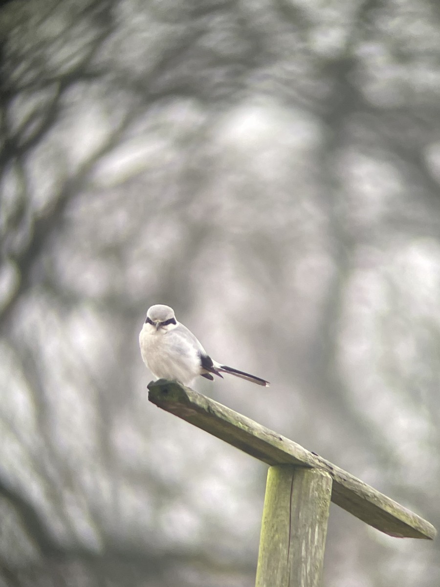 Great Gray Shrike - ML394359281