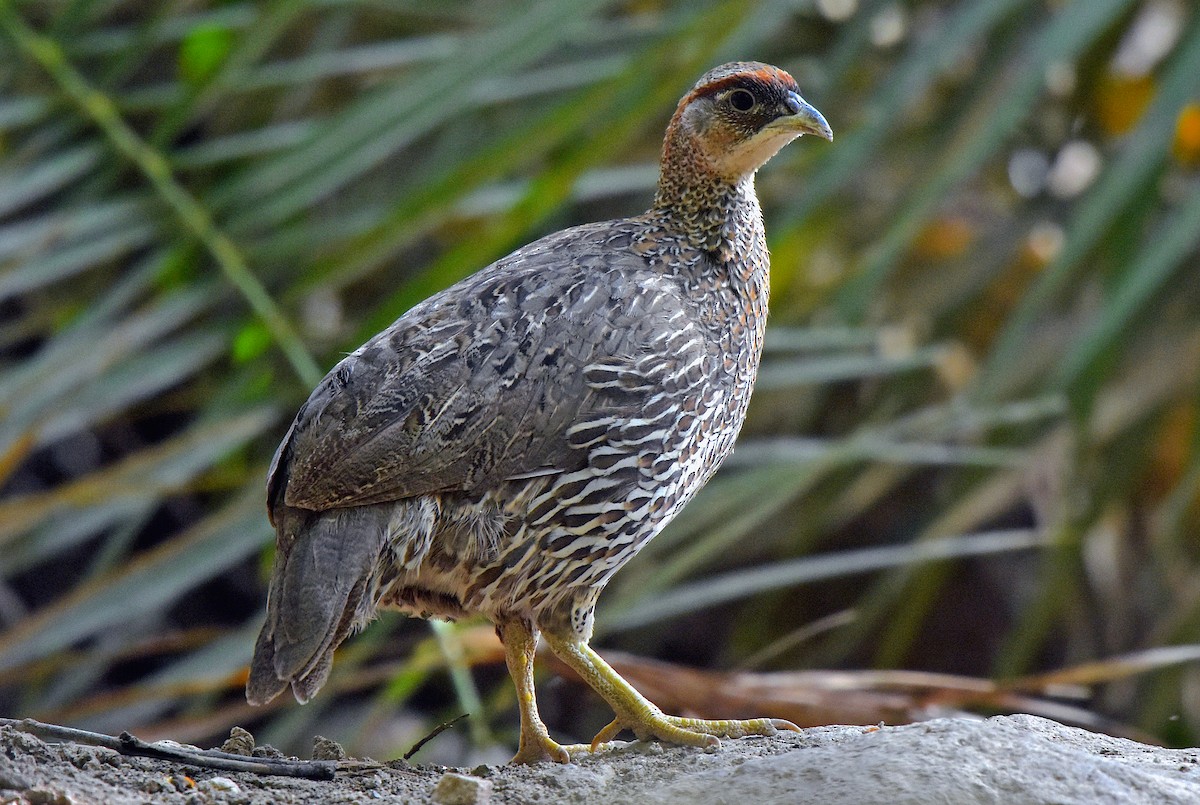 Djibouti Spurfowl - ML394360021