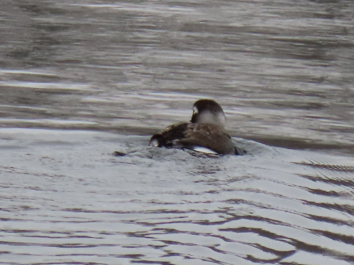 Long-tailed Duck - ML394360041