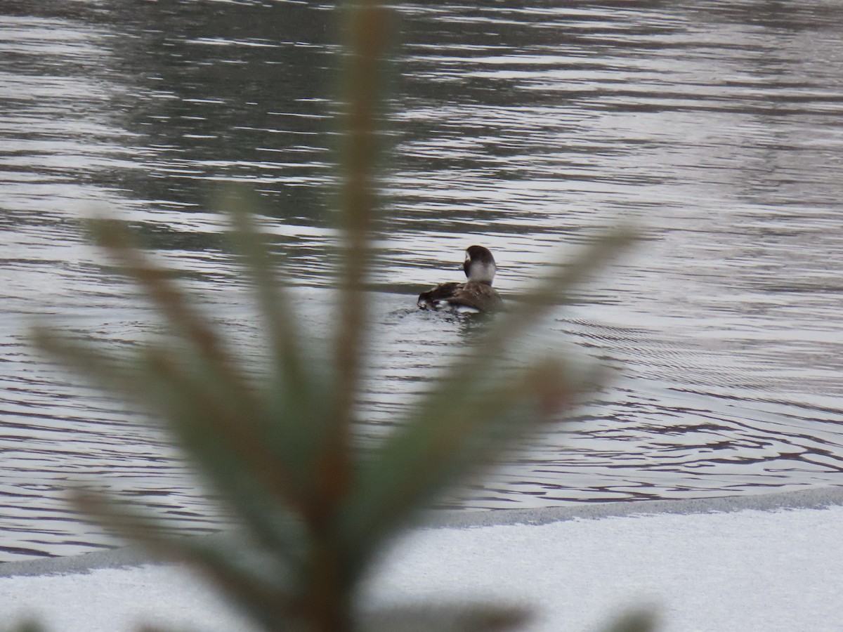 Long-tailed Duck - ML394360101