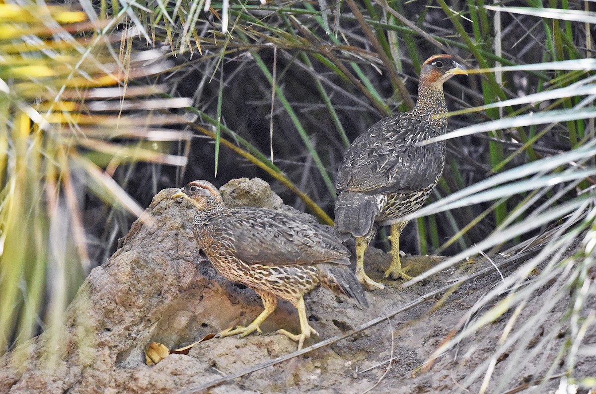 Djibouti Spurfowl - ML394360121