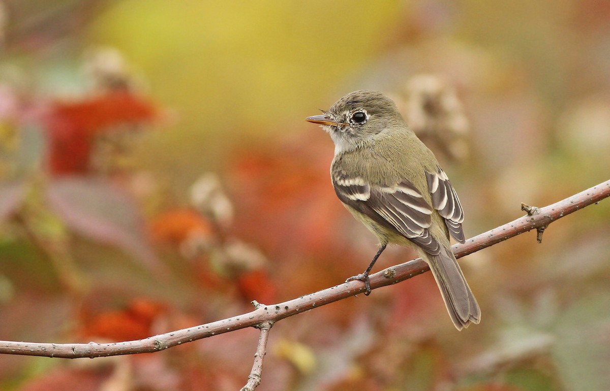 Least Flycatcher - ML39436031