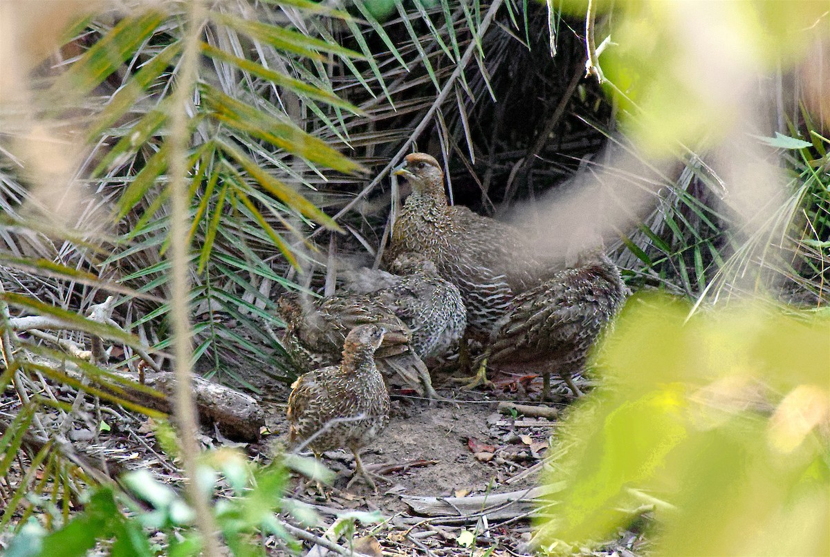 Djibouti Spurfowl - ML394362661