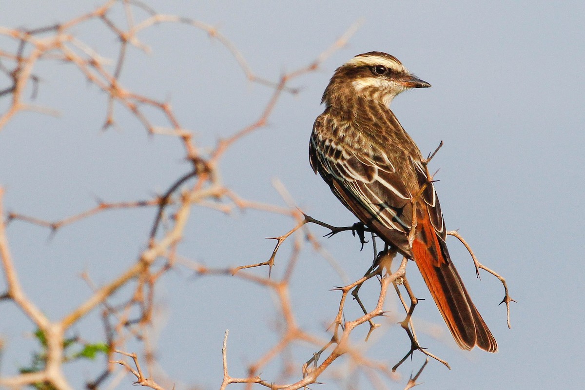 Variegated Flycatcher - ML394362691