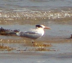 Lesser Crested Tern - ML394362731