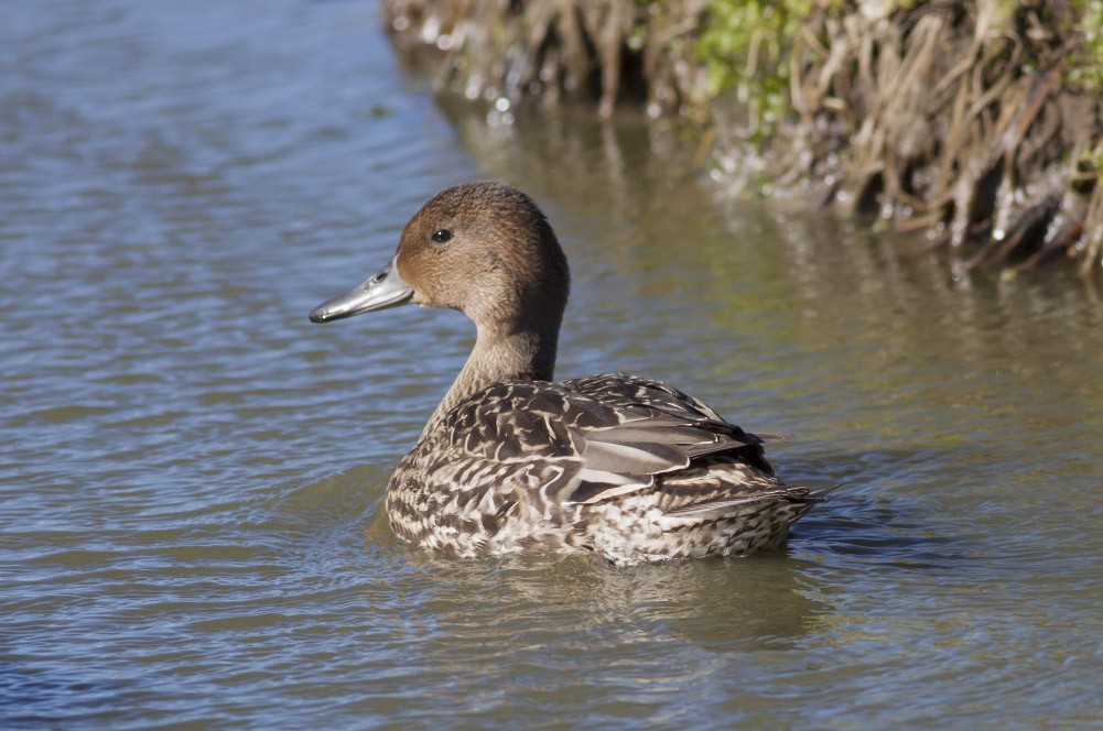 Northern Pintail - Michael Todd