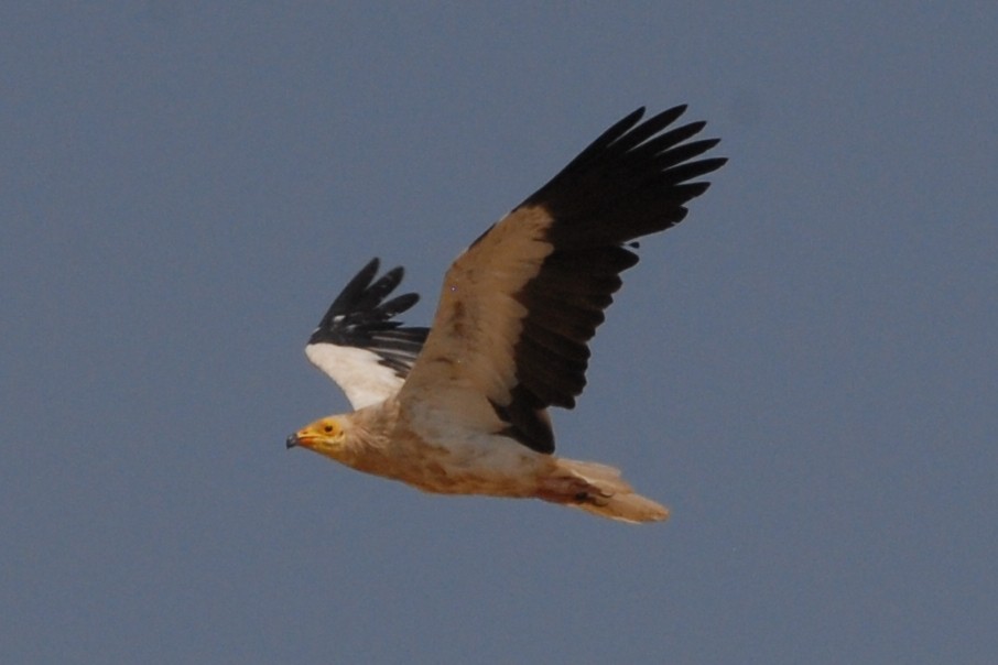 רחם מדברי - ML394365311