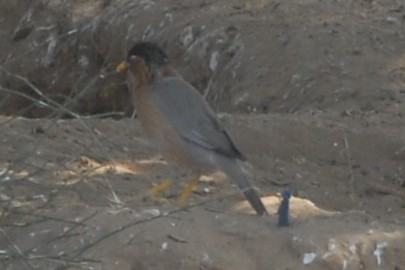 Brahminy Starling - Cathy Pasterczyk