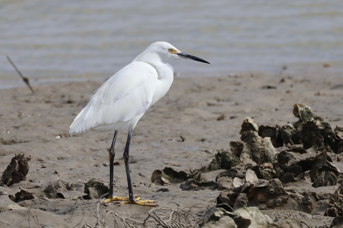 Snowy Egret - ML394366891