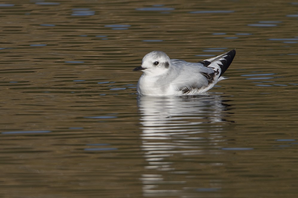 Little Gull - ML394366941