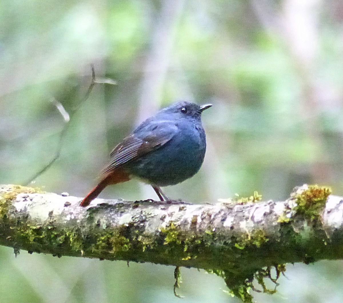 Plumbeous Redstart - ML394367651