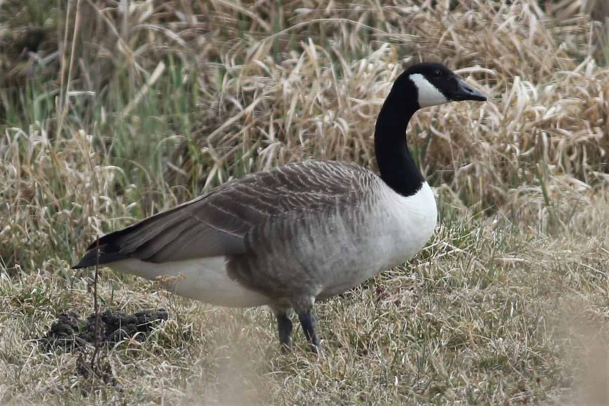 Canada Goose - Mateusz Łodziński