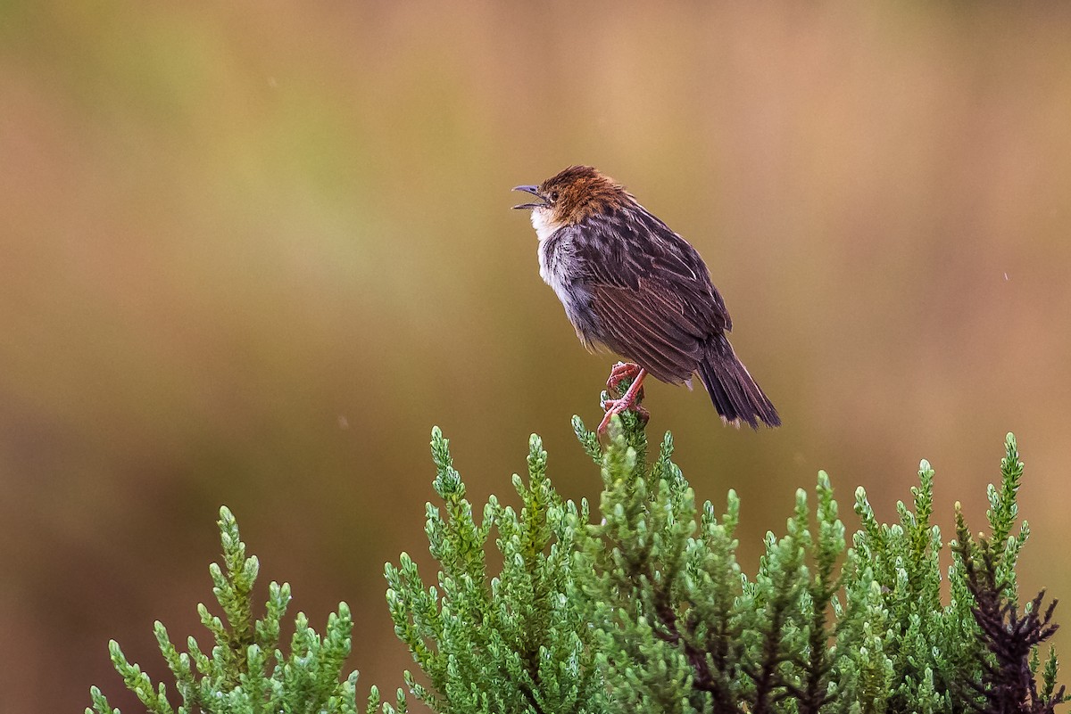 Aberdare Cisticola - ML394372101