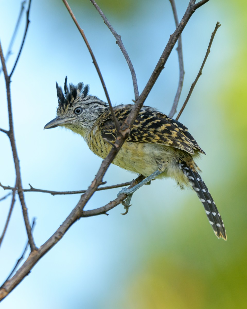 Barred Antshrike - ML394374721