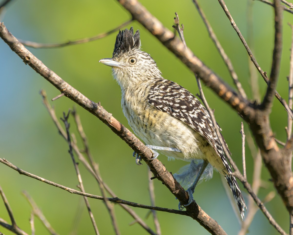 Barred Antshrike - Carlos Rossello