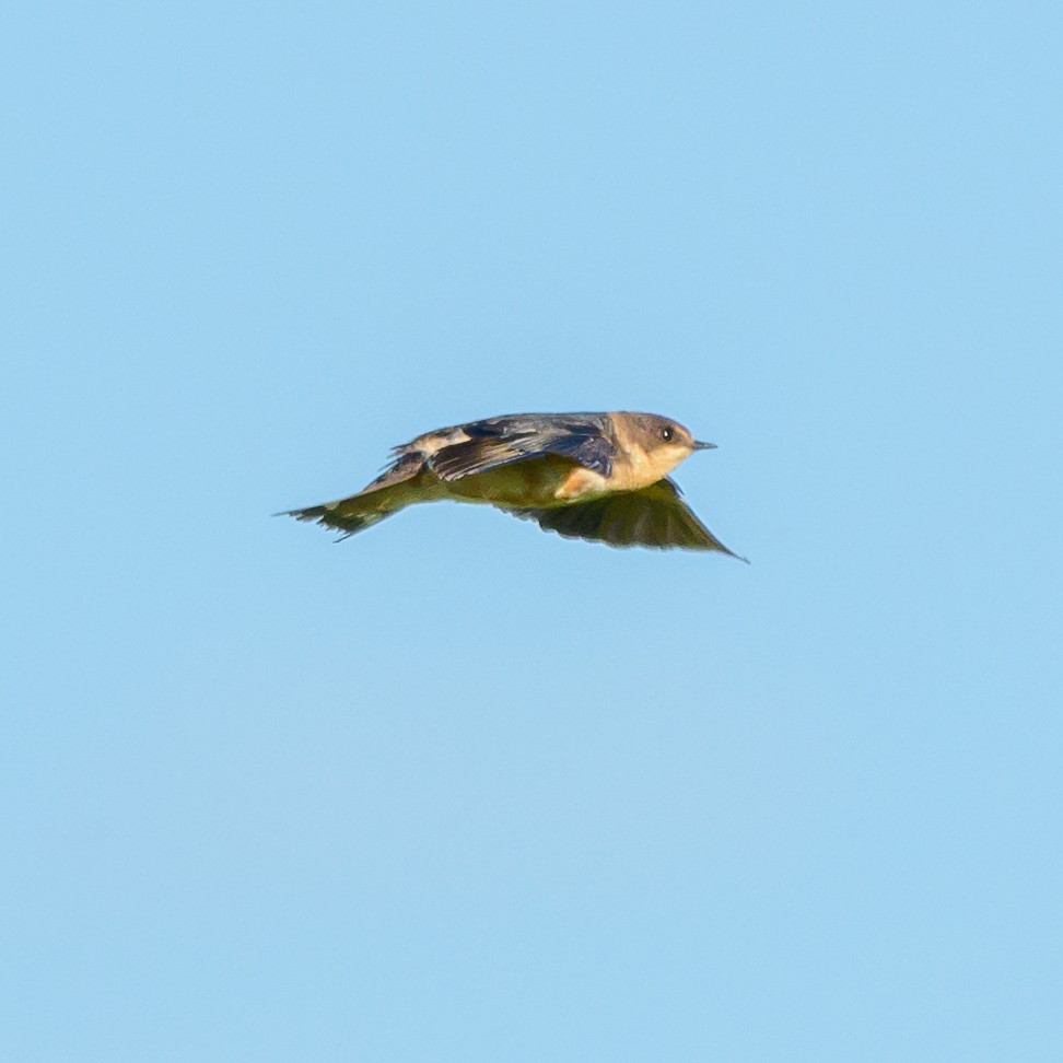 Barn Swallow - Carlos Rossello