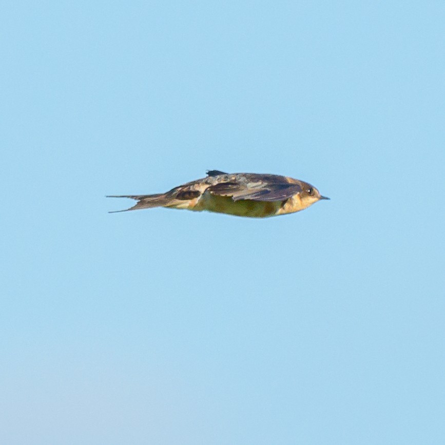 Barn Swallow - Carlos Rossello