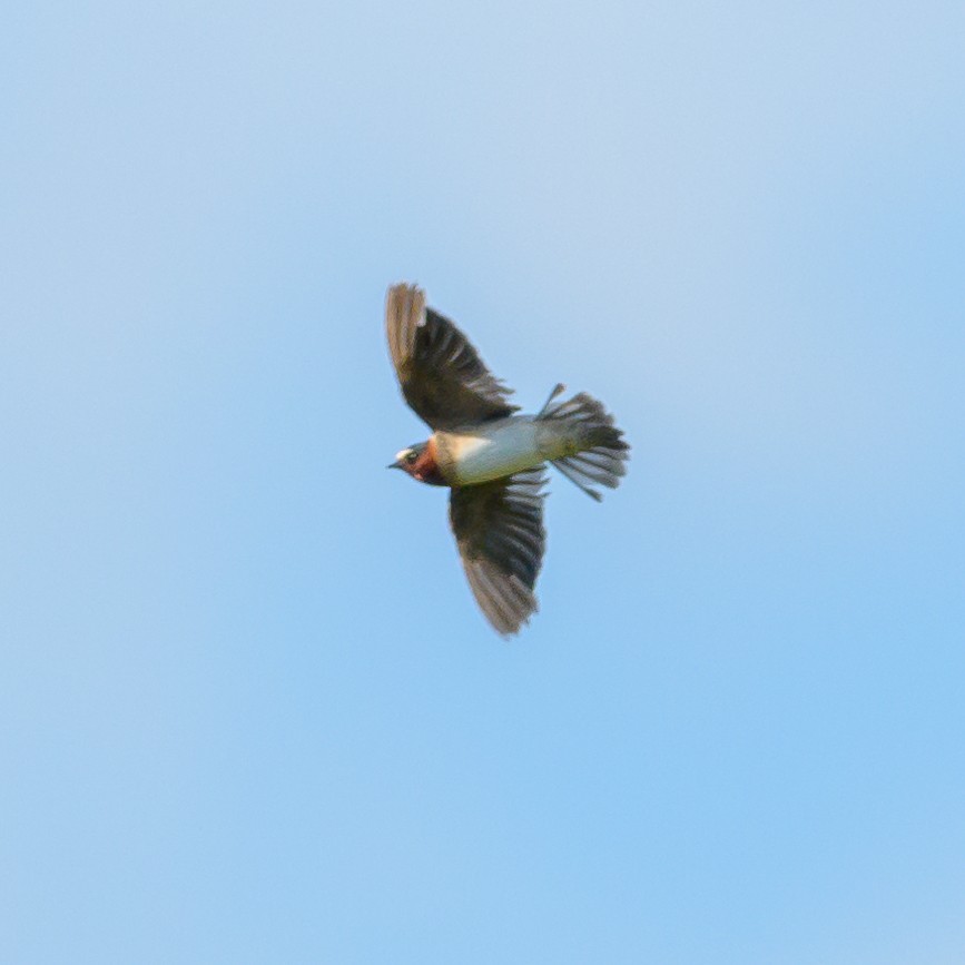 Cliff Swallow - Carlos Rossello