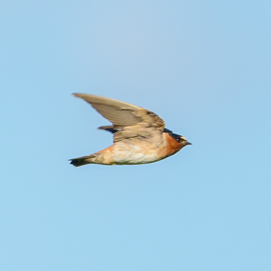 Cliff Swallow - Carlos Rossello